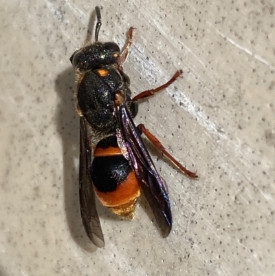 Paralastor sp. (genus) (Potter Wasp) at Mitchell, ACT - 6 Nov 2023 by SteveBorkowskis