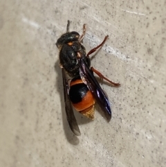 Paralastor sp. (genus) at Mitchell, ACT - 7 Nov 2023