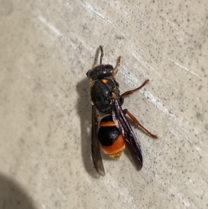 Paralastor sp. (genus) at Mitchell, ACT - 7 Nov 2023