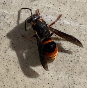 Paralastor sp. (genus) at Mitchell, ACT - 7 Nov 2023