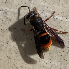 Paralastor sp. (genus) at Mitchell, ACT - 7 Nov 2023