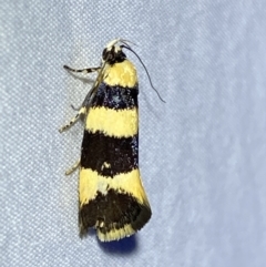 Telecrates melanochrysa (Telecrates melanochrysa) at Jerrabomberra, NSW - 6 Nov 2023 by SteveBorkowskis