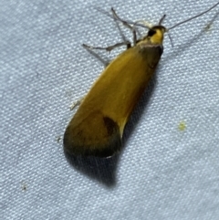 Delexocha ochrocausta (A concealer moth) at Jerrabomberra, NSW - 6 Nov 2023 by SteveBorkowskis