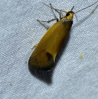 Delexocha ochrocausta (A concealer moth) at Jerrabomberra, NSW - 6 Nov 2023 by SteveBorkowskis