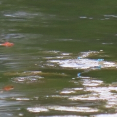 Austroagrion watsoni at Gordon Pond - 7 Nov 2023 12:59 PM