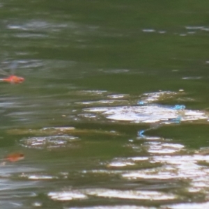 Austroagrion watsoni at Gordon Pond - 7 Nov 2023 12:59 PM