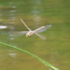 Anax papuensis (Australian Emperor) at Gordon, ACT - 7 Nov 2023 by RodDeb