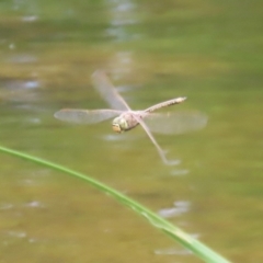 Anax papuensis at Gordon Pond - 7 Nov 2023