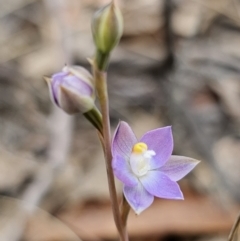 Thelymitra pauciflora (Slender Sun Orchid) at Captains Flat, NSW - 7 Nov 2023 by Csteele4
