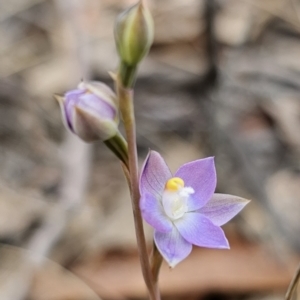 Thelymitra pauciflora at QPRC LGA - 7 Nov 2023