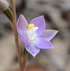 Thelymitra pauciflora at QPRC LGA - 7 Nov 2023