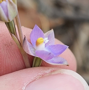 Thelymitra pauciflora at QPRC LGA - 7 Nov 2023