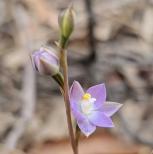 Thelymitra pauciflora at QPRC LGA - 7 Nov 2023