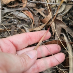 Thelymitra pauciflora at QPRC LGA - 7 Nov 2023