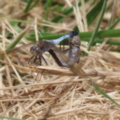 Orthetrum caledonicum (Blue Skimmer) at Gordon, ACT - 7 Nov 2023 by RodDeb