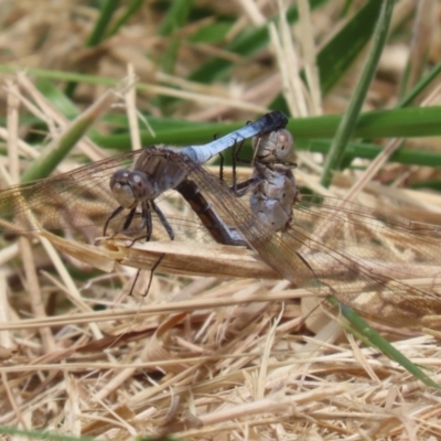 Orthetrum caledonicum (Blue Skimmer) at Gordon Pond - 7 Nov 2023 by RodDeb