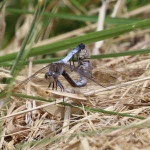 Orthetrum caledonicum at Gordon Pond - 7 Nov 2023