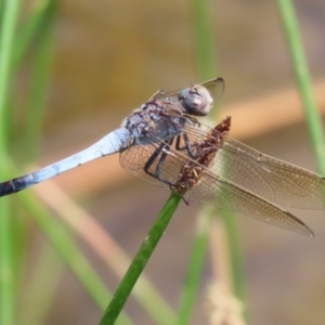 Orthetrum caledonicum at Gordon Pond - 7 Nov 2023