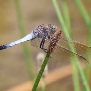 Orthetrum caledonicum at Gordon Pond - 7 Nov 2023