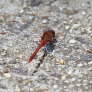 Diplacodes bipunctata at Gordon, ACT - 7 Nov 2023