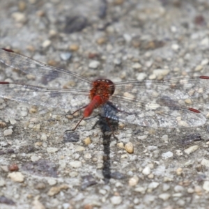 Diplacodes bipunctata at Gordon, ACT - 7 Nov 2023