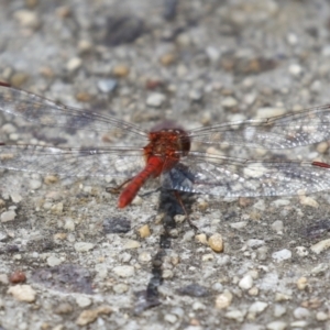 Diplacodes bipunctata at Gordon, ACT - 7 Nov 2023