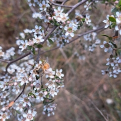 Apis mellifera at Croke Place Grassland (CPG) - 6 Nov 2023 02:21 PM