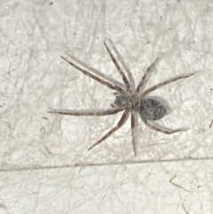 Badumna sp. (genus) (Lattice-web spider) at Aranda, ACT - 7 Nov 2023 by Jubeyjubes