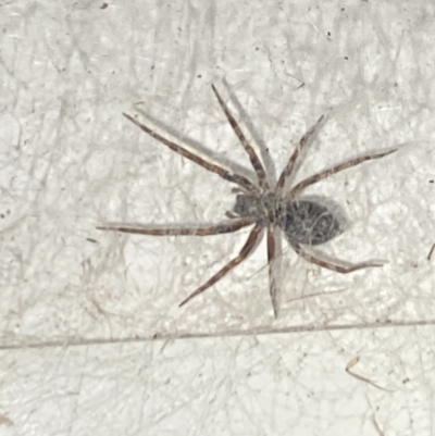 Badumna (genus) (Lattice-web spider) at Aranda, ACT - 7 Nov 2023 by Jubeyjubes