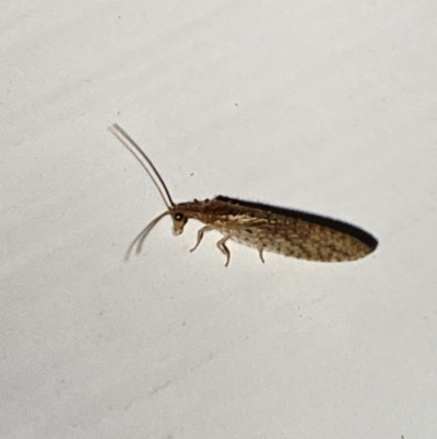 Osmylidae sp. (family) (Osmylid lacewing) at Aranda, ACT - 7 Nov 2023 by Jubeyjubes