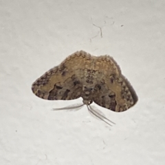 Unidentified Geometer moth (Geometridae) at Aranda, ACT - 7 Nov 2023 by Jubeyjubes