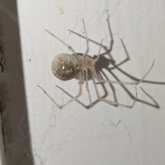 Cryptachaea gigantipes (White porch spider) at Kambah, ACT - 7 Nov 2023 by HelenCross