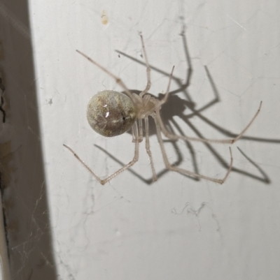 Cryptachaea gigantipes (White porch spider) at Kambah, ACT - 7 Nov 2023 by HelenCross