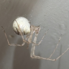 Cryptachaea gigantipes at Lions Youth Haven - Westwood Farm A.C.T. - suppressed