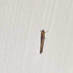 Zelleria cynetica at Aranda, ACT - 7 Nov 2023 08:50 PM