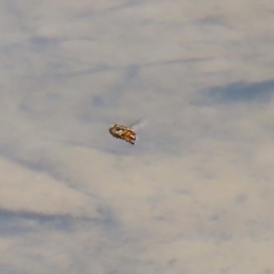 Syrphidae (family) (Unidentified Hover fly) at Gordon Pond - 7 Nov 2023 by RodDeb