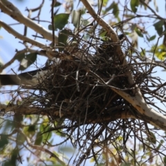 Strepera graculina (Pied Currawong) at Gordon Pond - 7 Nov 2023 by RodDeb