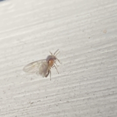 Formicidae (family) at Aranda, ACT - 7 Nov 2023