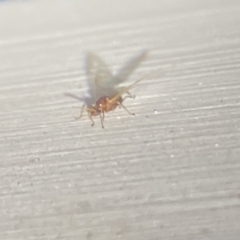 Formicidae (family) at Aranda, ACT - 7 Nov 2023