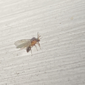 Formicidae (family) at Aranda, ACT - 7 Nov 2023