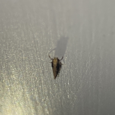 Unidentified Other moth at Aranda, ACT - 7 Nov 2023 by Jubeyjubes