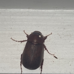 Unidentified Scarab beetle (Scarabaeidae) at Aranda, ACT - 7 Nov 2023 by Jubeyjubes