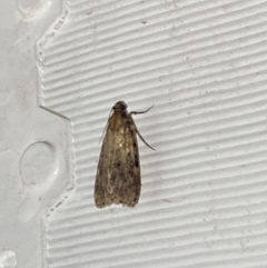 Unidentified Pyralid or Snout Moth (Pyralidae & Crambidae) at Aranda, ACT - 7 Nov 2023 by Jubeyjubes