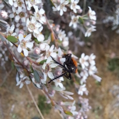 Porrostoma sp. (genus) at Croke Place Grassland (CPG) - 6 Nov 2023