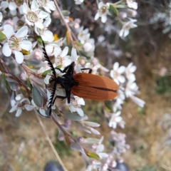 Porrostoma sp. (genus) at Croke Place Grassland (CPG) - 6 Nov 2023 02:45 PM