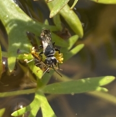 Crabronidae (family) (Sand wasp) at Aranda, ACT - 7 Nov 2023 by Jubeyjubes