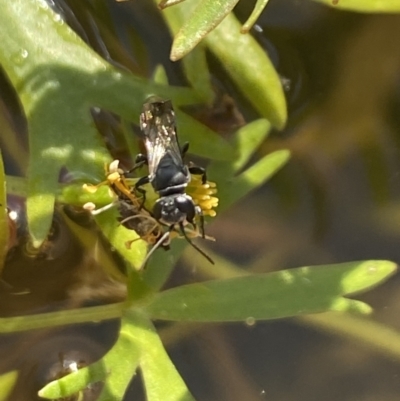 Unidentified Bee (Hymenoptera, Apiformes) at Aranda, ACT - 7 Nov 2023 by Jubeyjubes