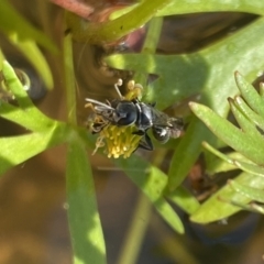 Crabronidae (family) at Aranda, ACT - 7 Nov 2023 04:51 PM