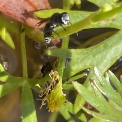 Crabronidae (family) at Aranda, ACT - 7 Nov 2023 04:51 PM