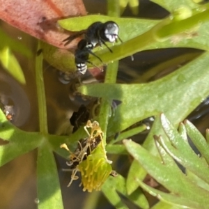 Crabronidae (family) at Aranda, ACT - 7 Nov 2023 04:51 PM